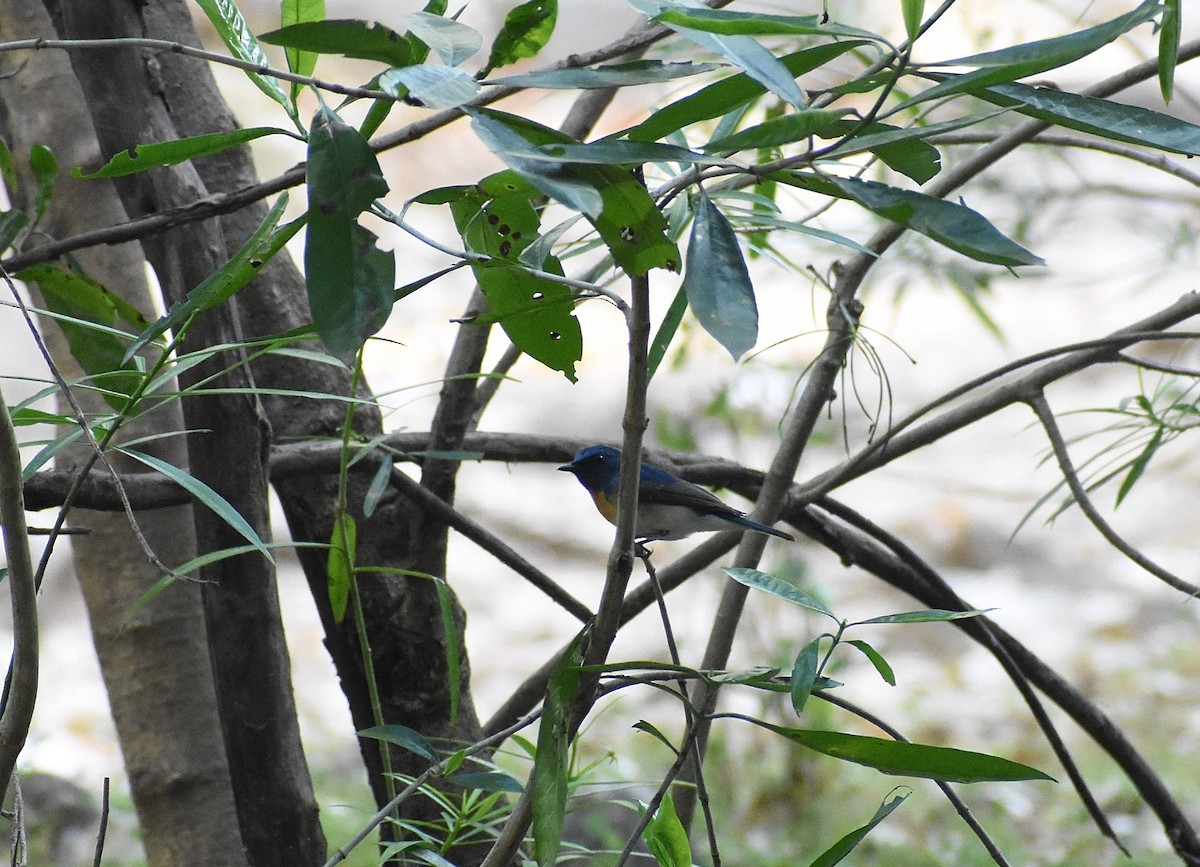 Blue-throated Flycatcher - ML619026547