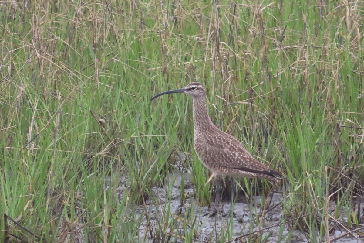 Regenbrachvogel - ML619026556