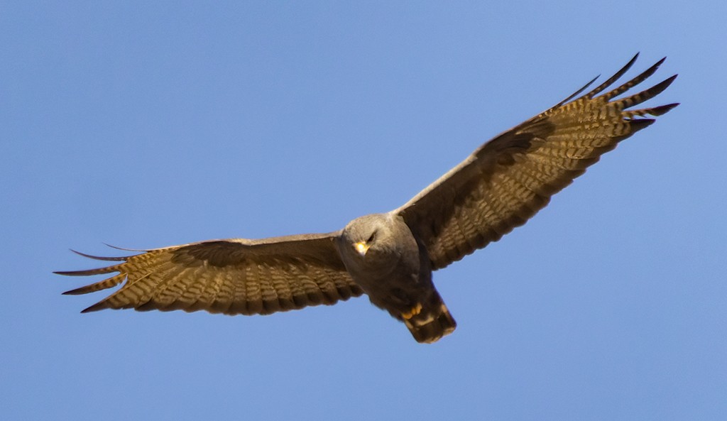 Zone-tailed Hawk - ML619026566