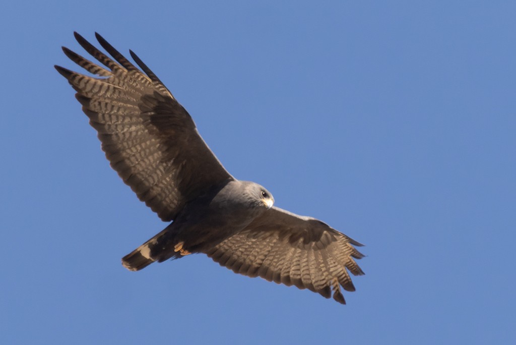 Zone-tailed Hawk - ML619026567