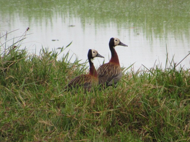 White-faced Whistling-Duck - Diego Mejía Torres