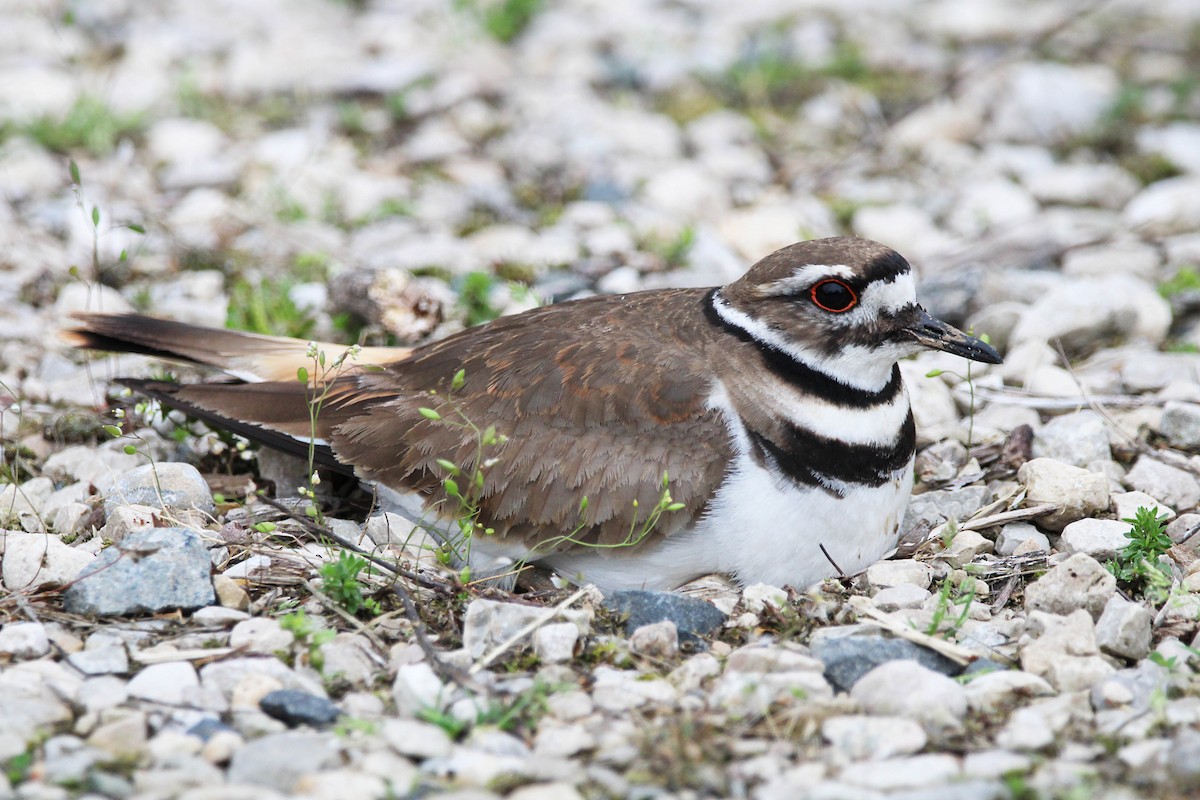 Killdeer - Jeff Baughman