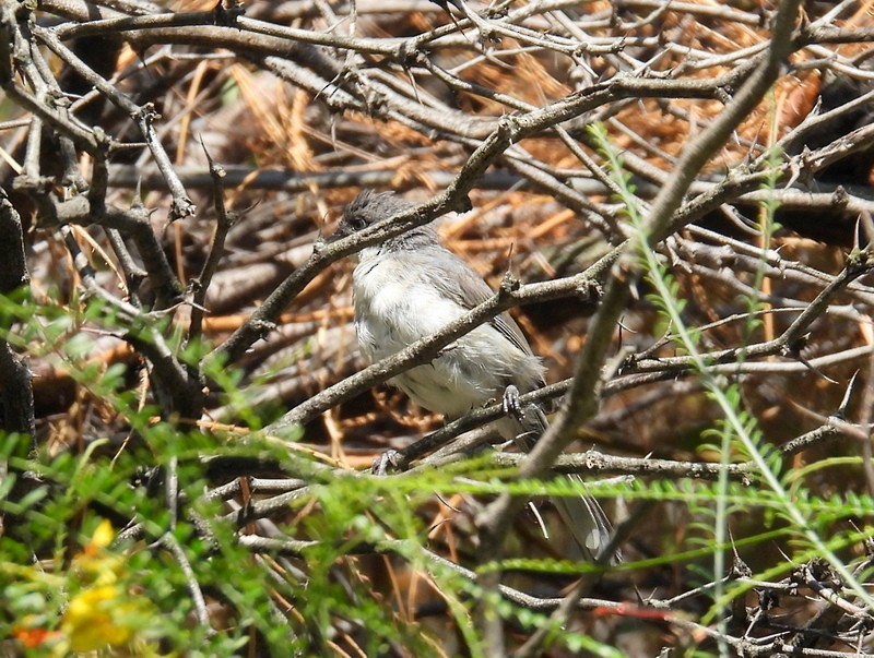 Black-capped Warbling Finch - bob butler