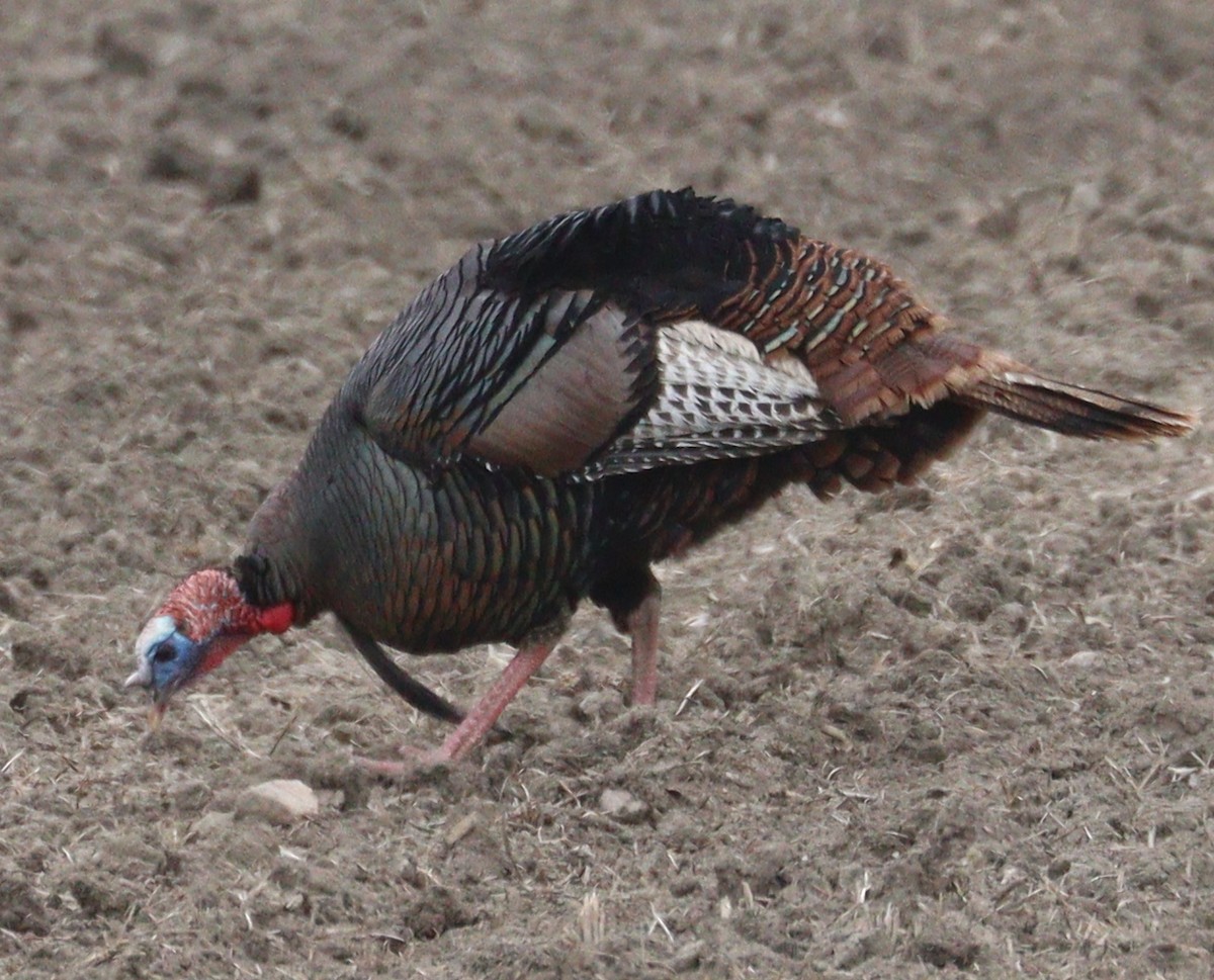 Wild Turkey - Hélène Crête