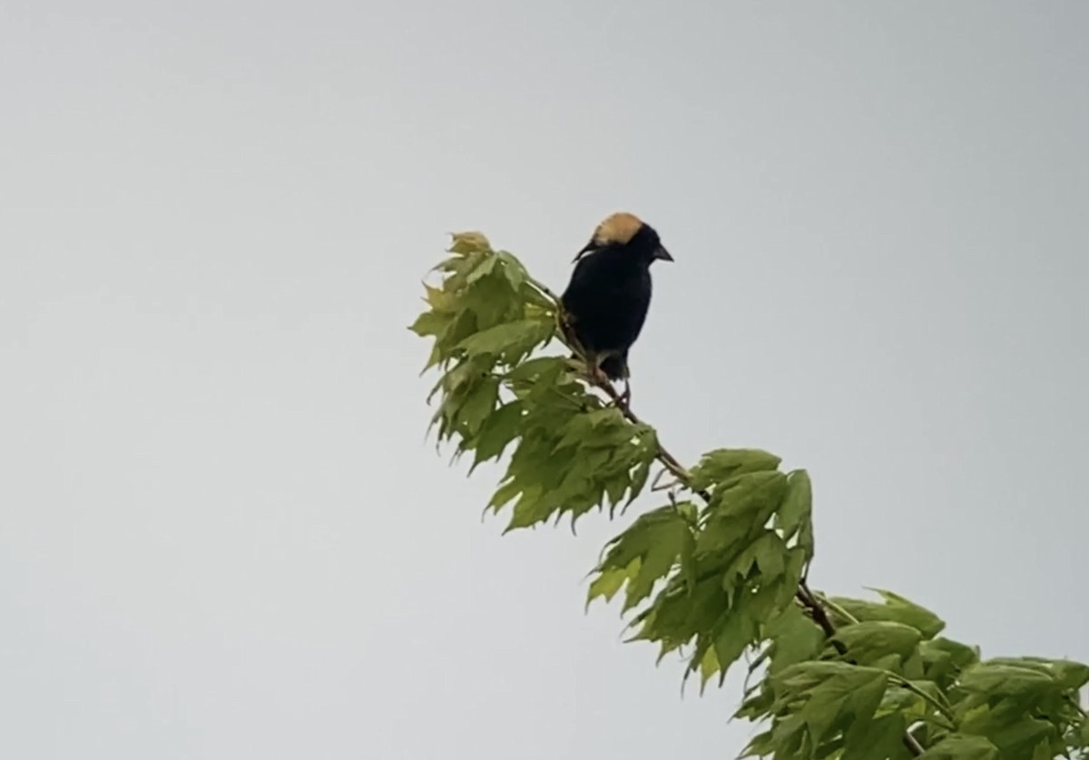 Bobolink - André BERNARD