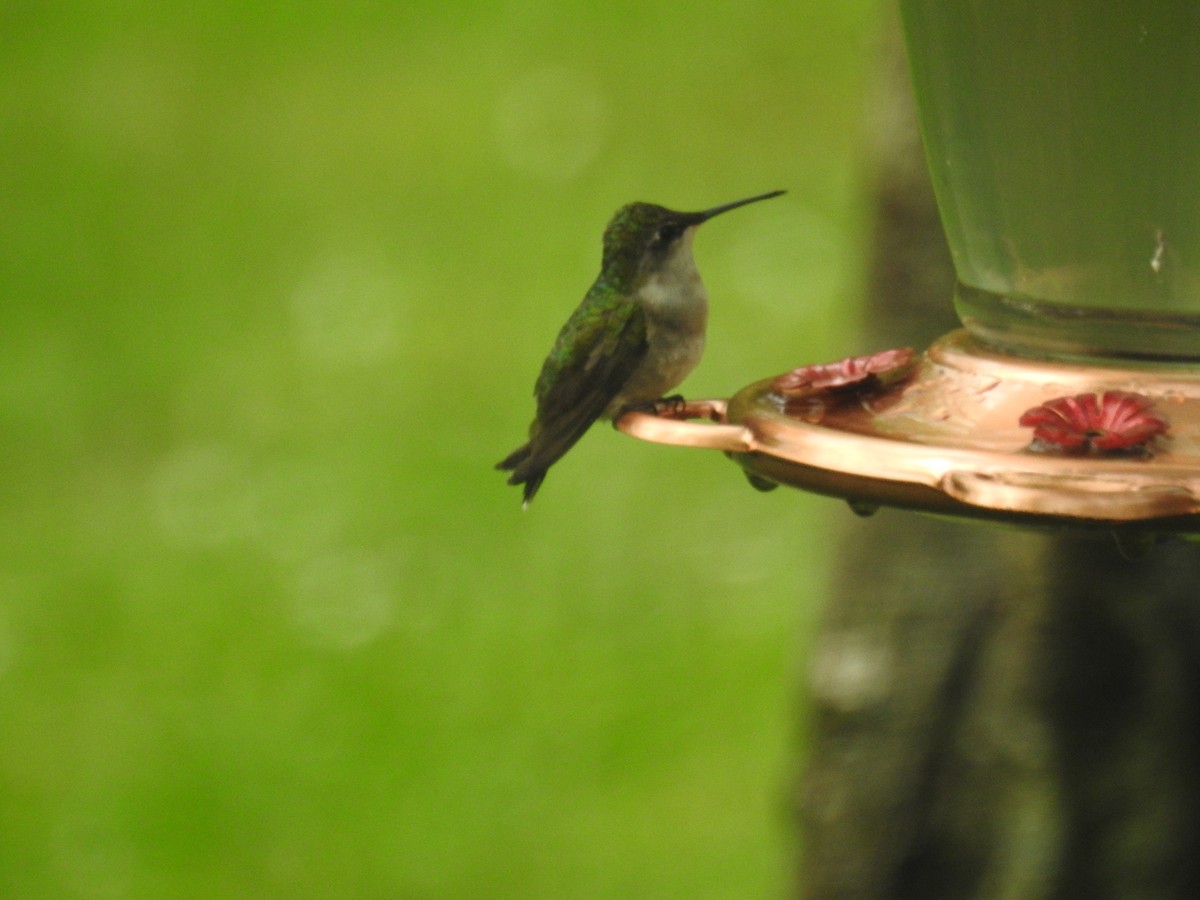 Ruby-throated Hummingbird - Tom Dibblee
