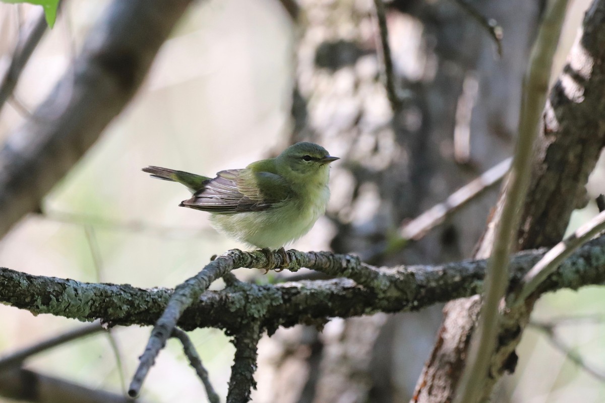 Tennessee Warbler - Louise Venne