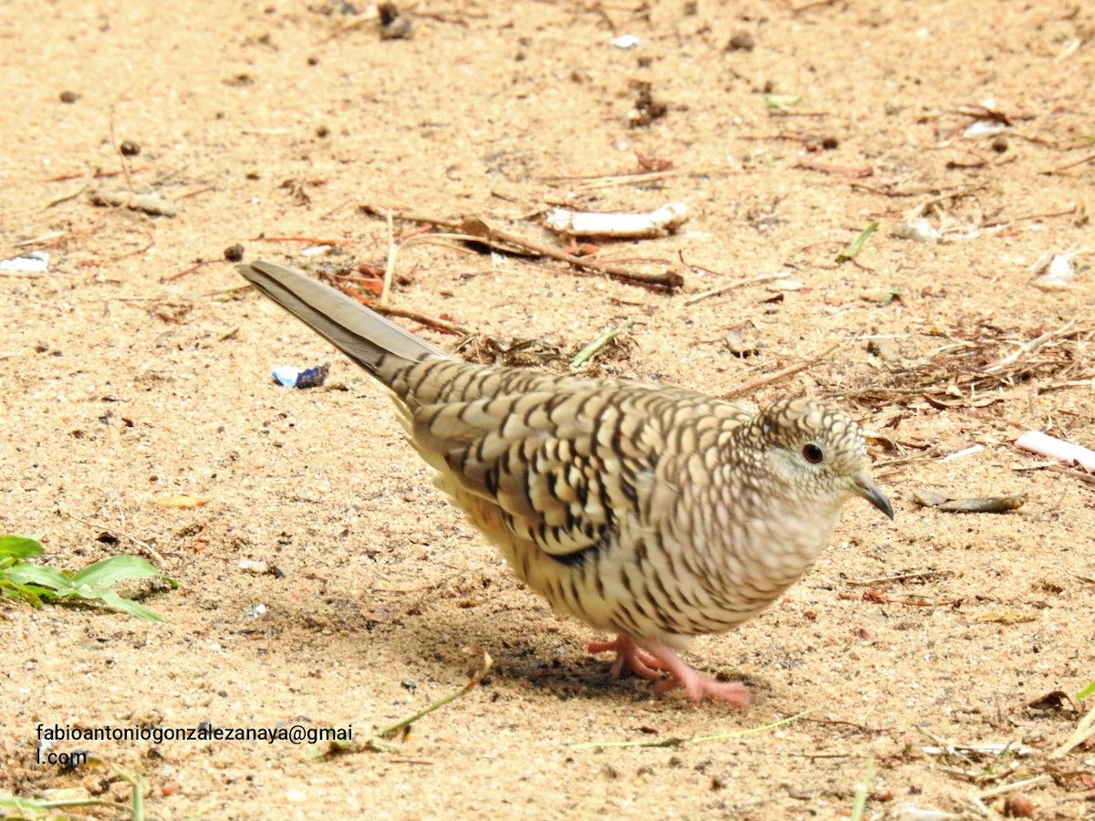 Scaled Dove - ML619026640