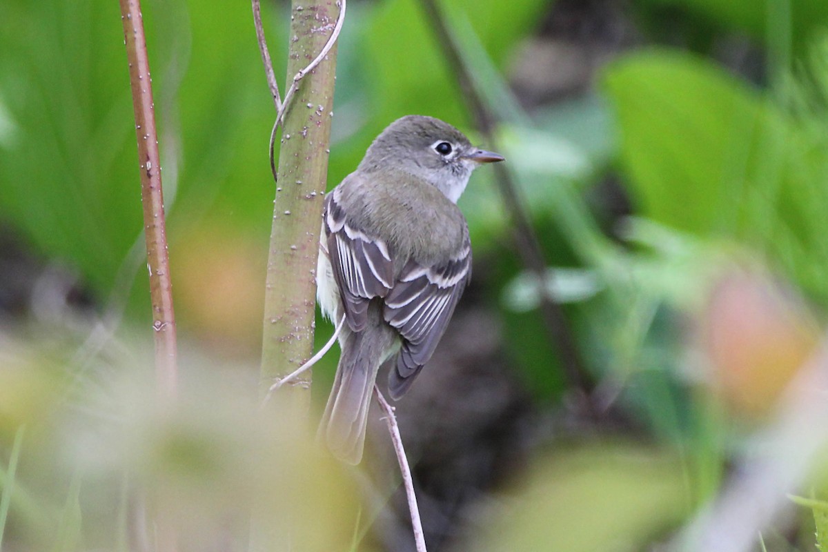 Least Flycatcher - Jeff Baughman