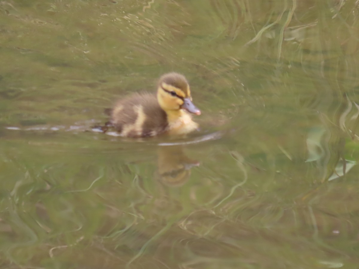 Canard colvert - ML619026649