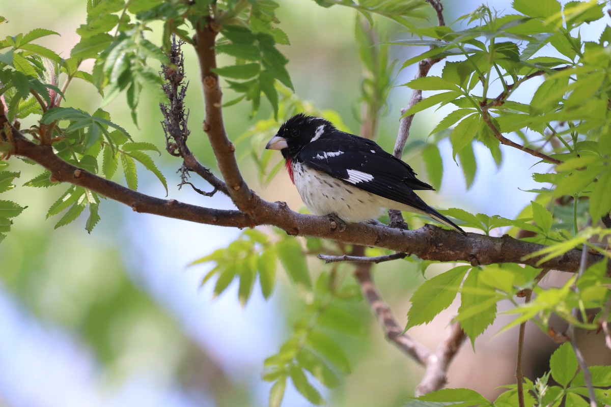 Rose-breasted Grosbeak - Louise Venne