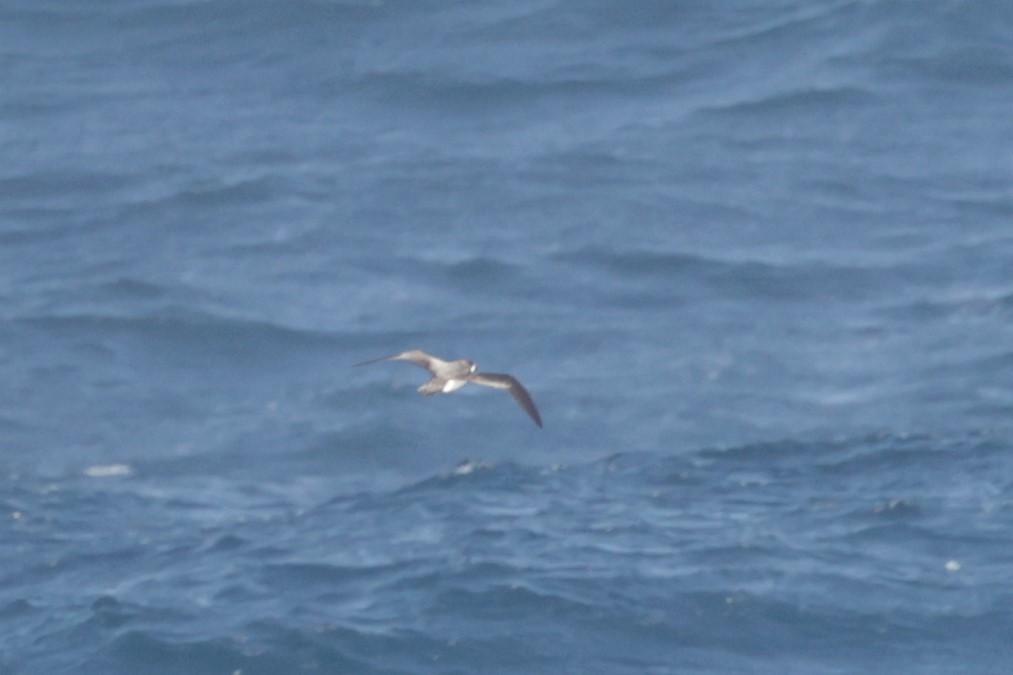 Hawaiian Petrel - Russ Namitz