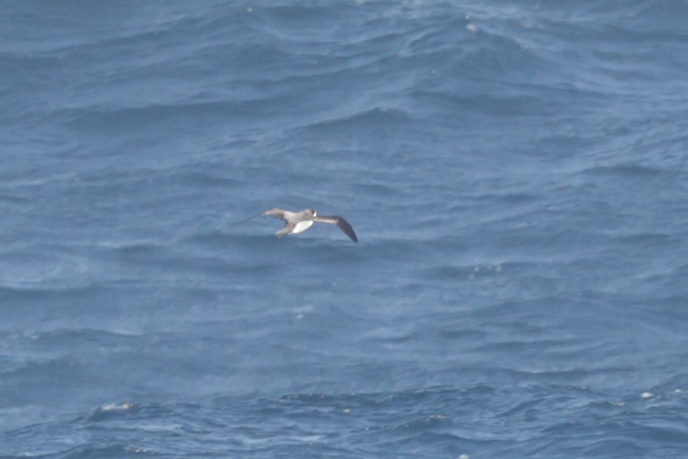 Hawaiian Petrel - Russ Namitz