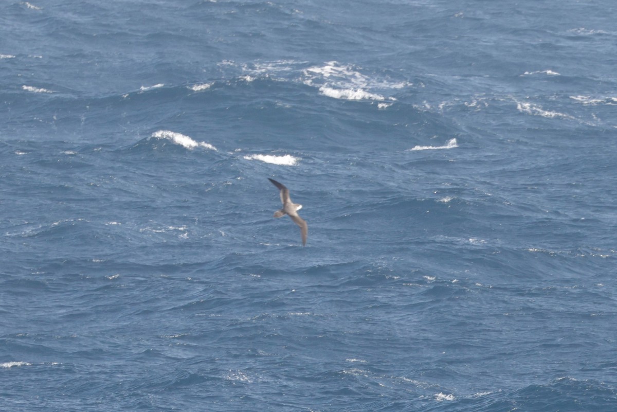 Hawaiian Petrel - Russ Namitz