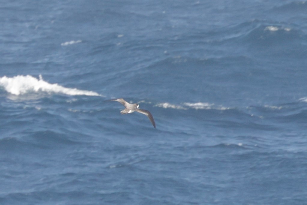 Hawaiian Petrel - Russ Namitz