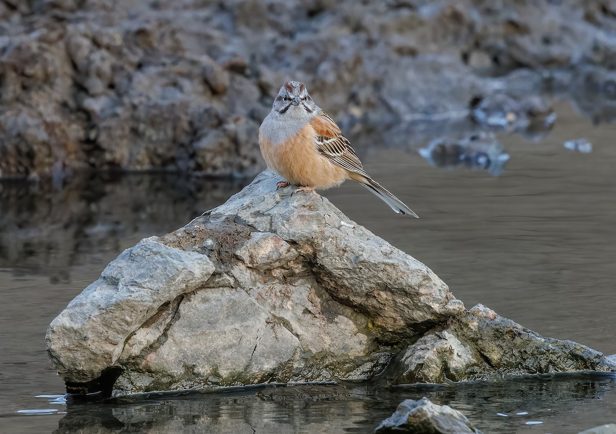 Godlewski's Bunting - Mike Edgecombe