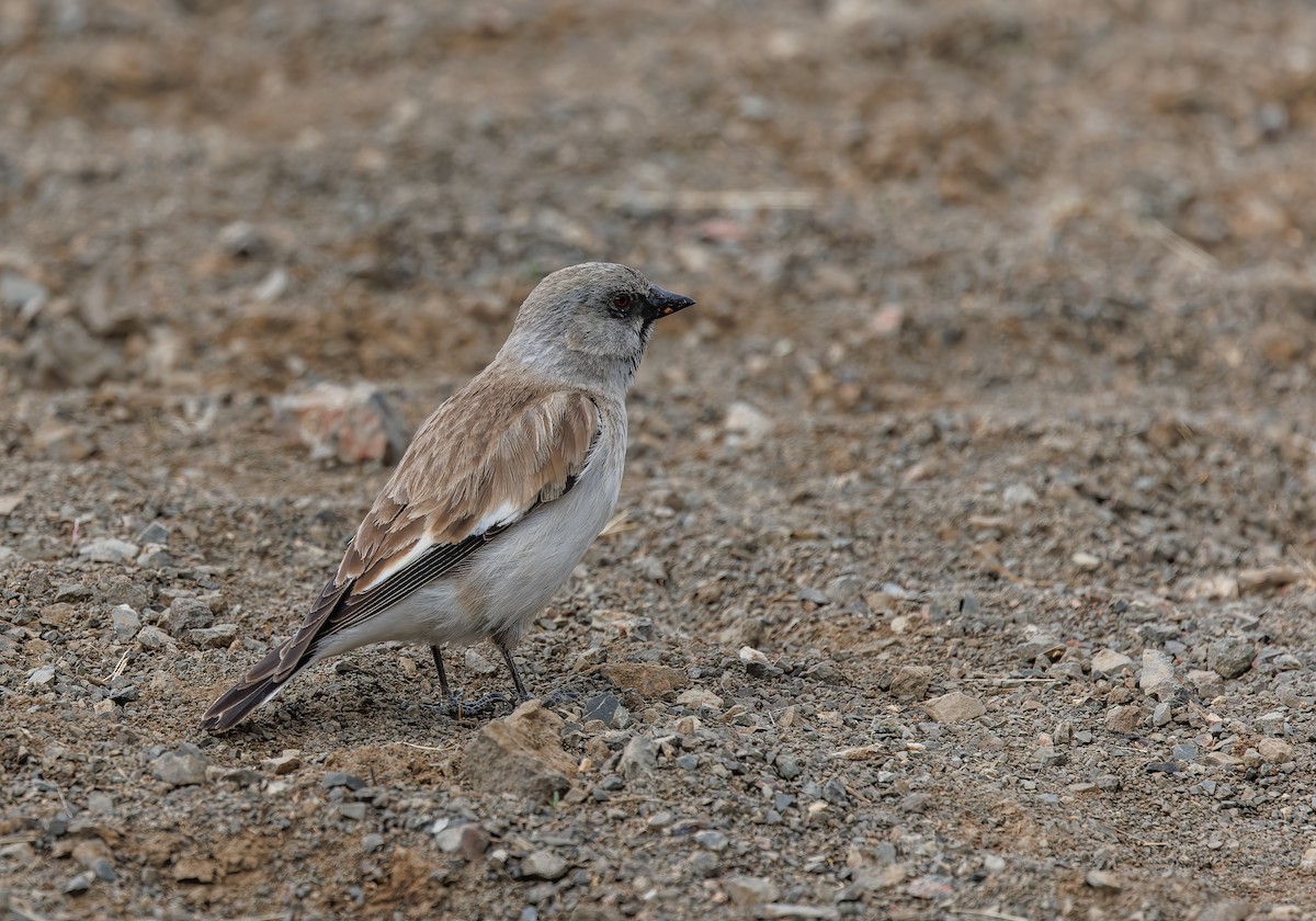 White-winged Snowfinch - Mike Edgecombe
