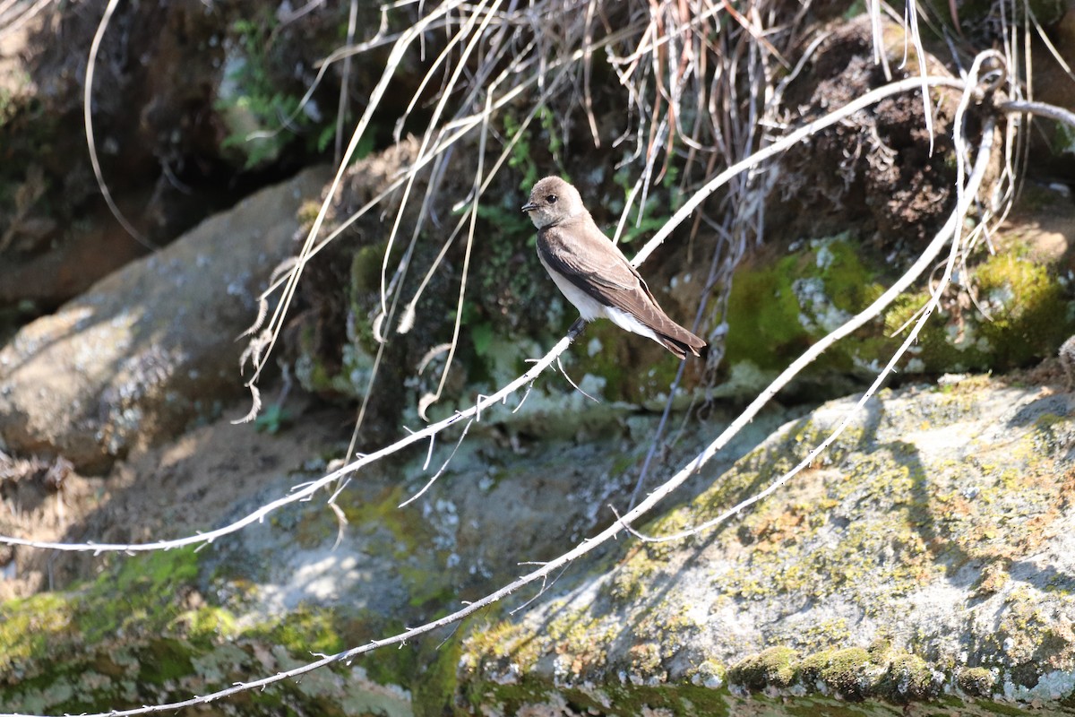 Golondrina Aserrada - ML619026684