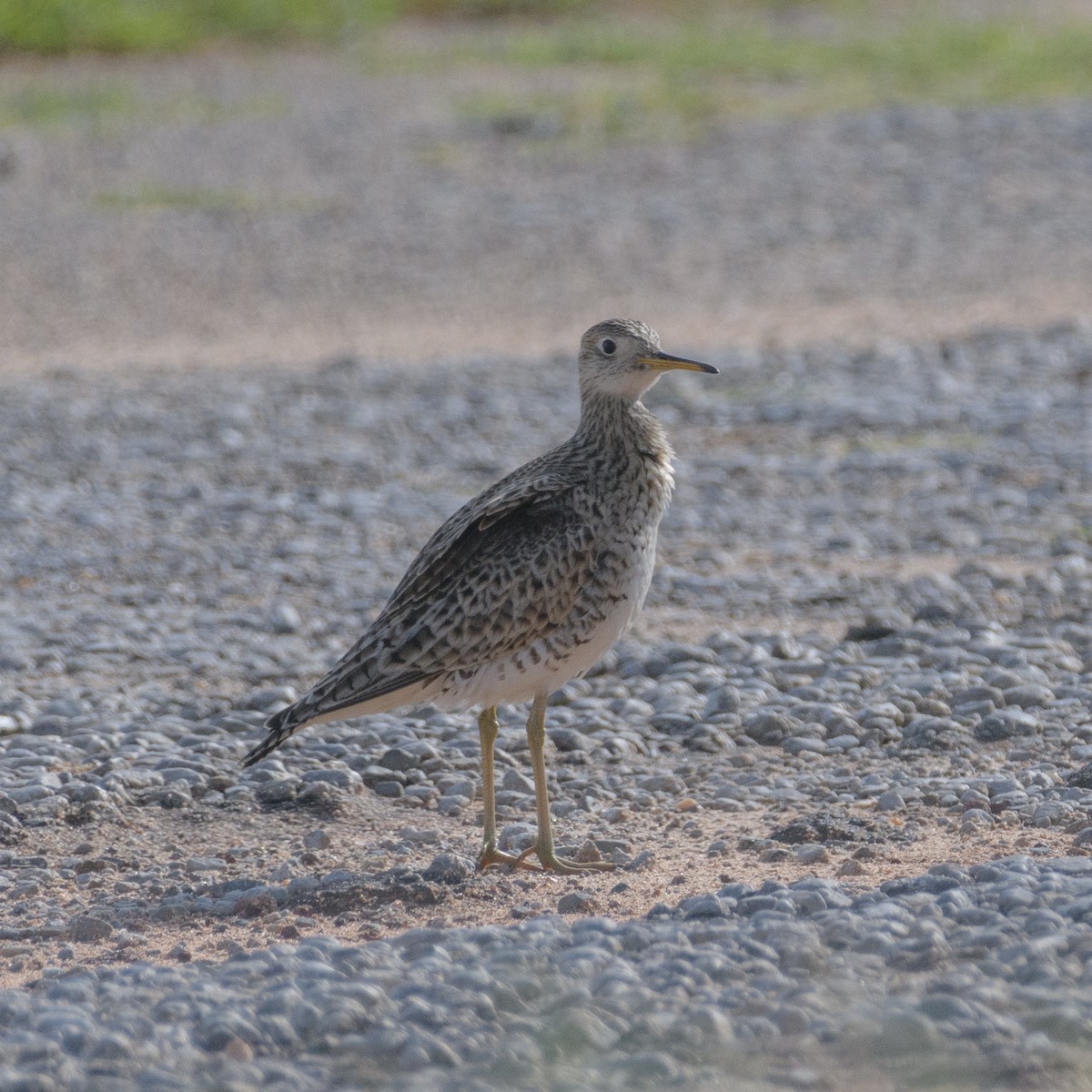 Upland Sandpiper - ML619026697