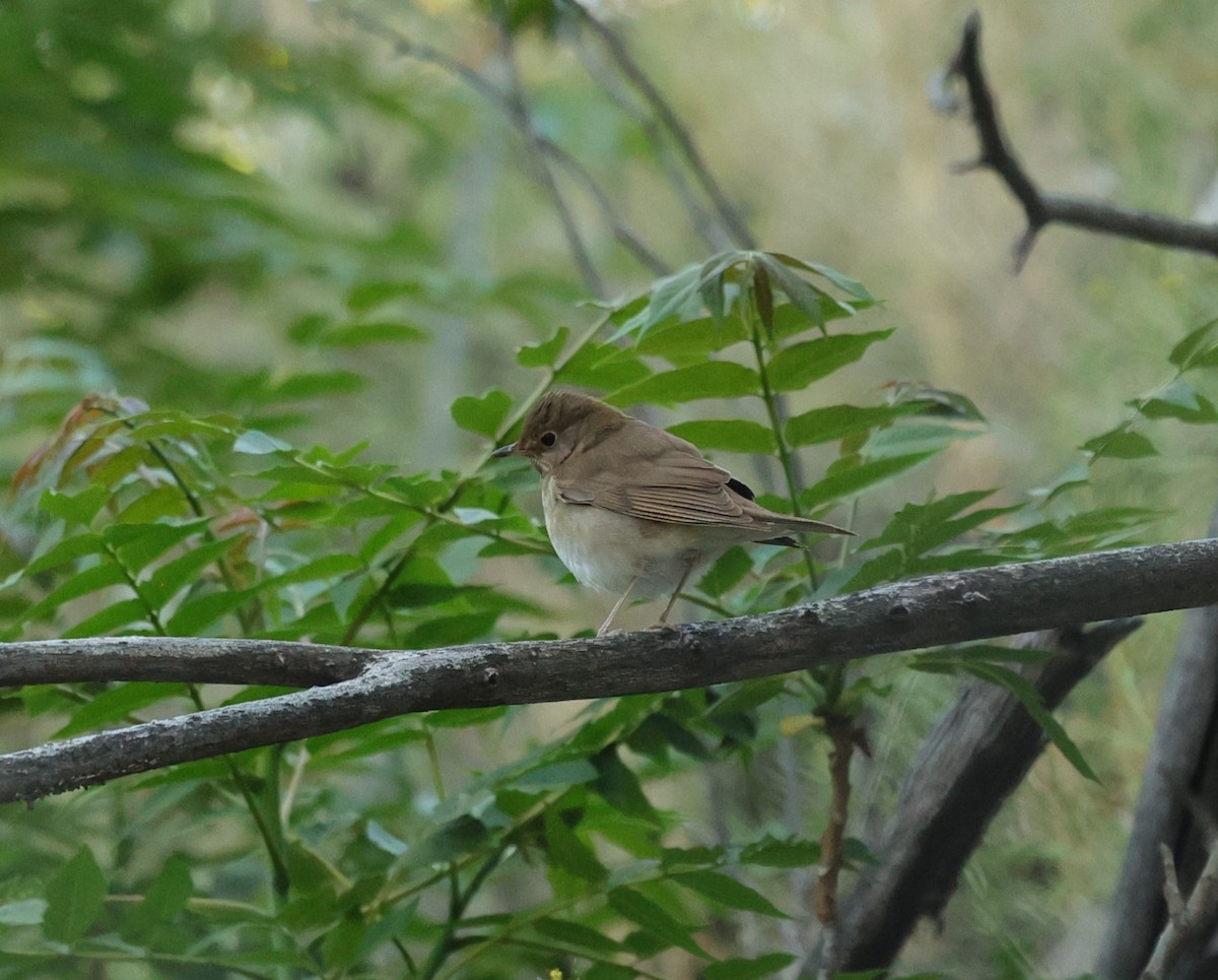 Swainson's Thrush - ML619026703