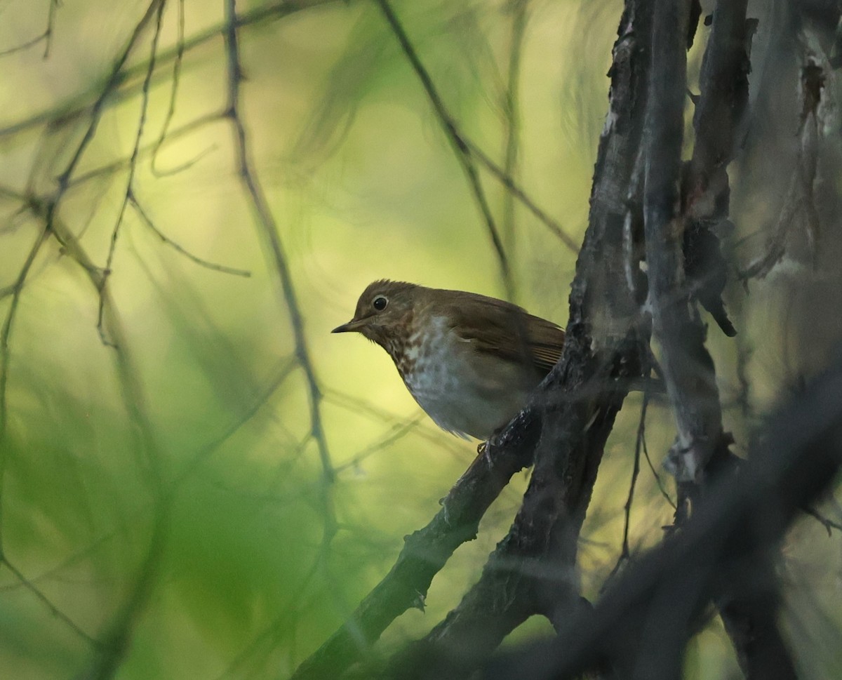 Swainson's Thrush - ML619026704