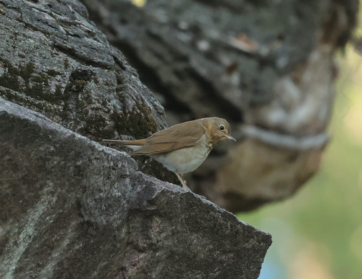 Swainson's Thrush - ML619026705