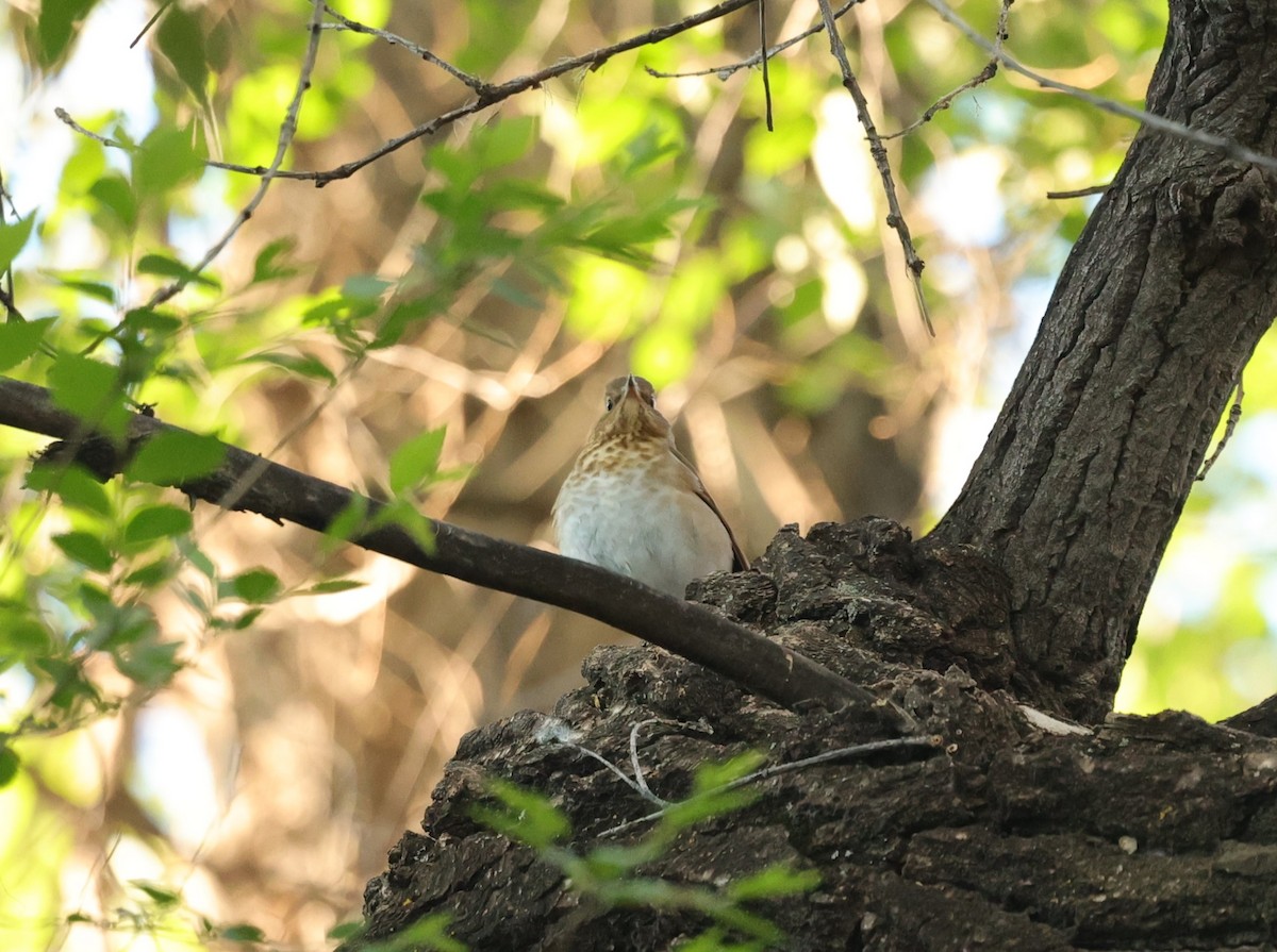 Swainson's Thrush - ML619026706