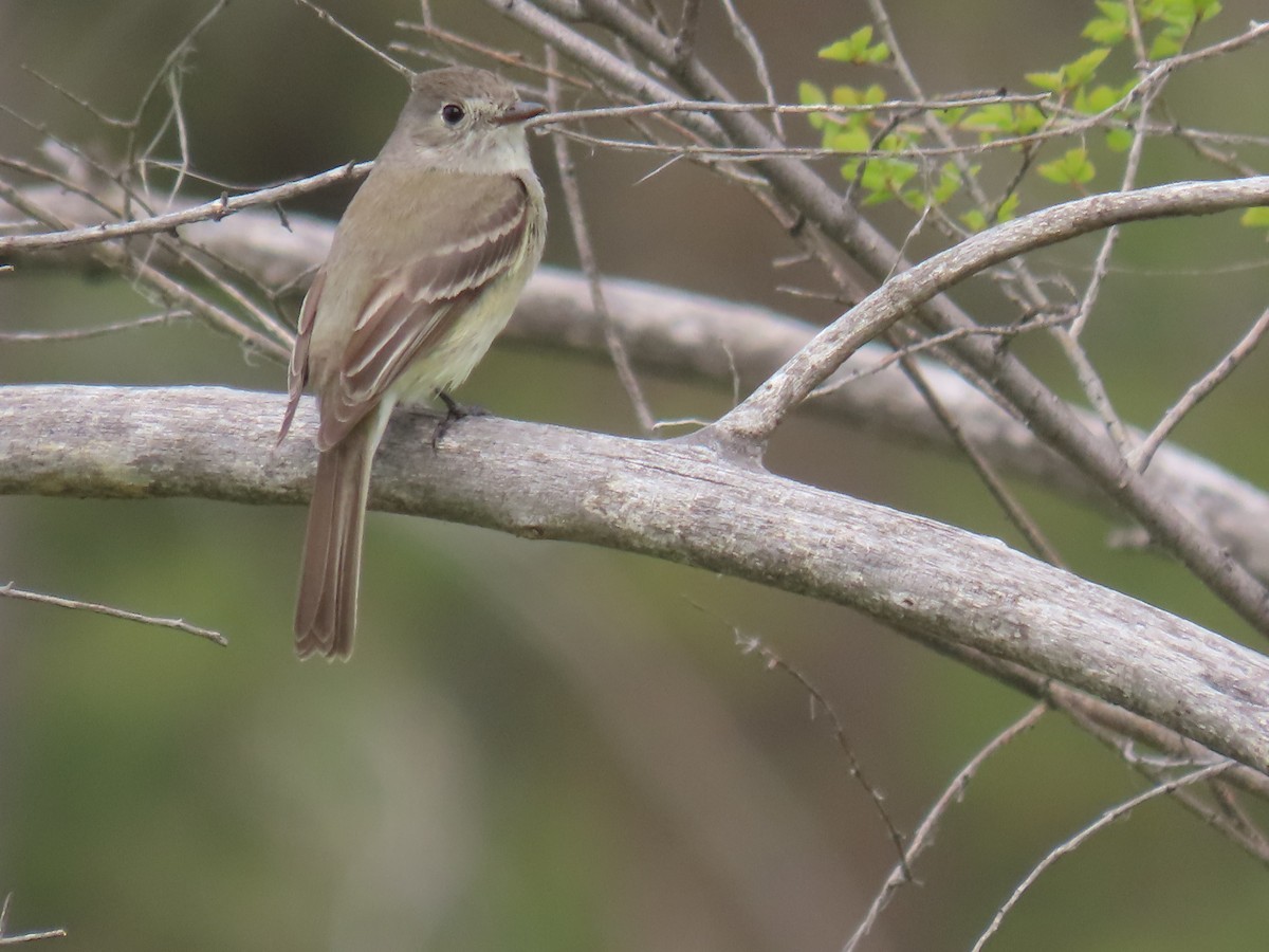 Dusky Flycatcher - ML619026740