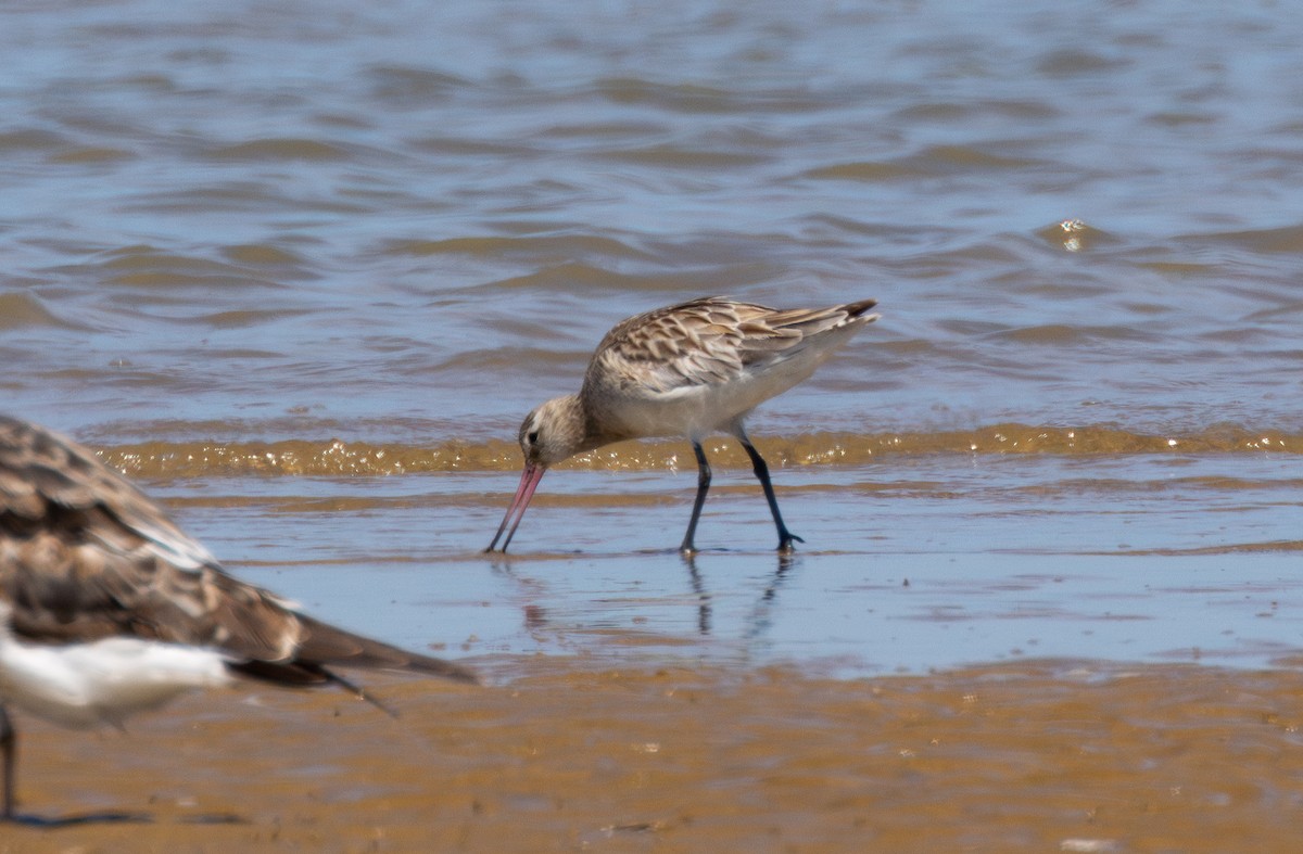 Bar-tailed Godwit - ML619026755