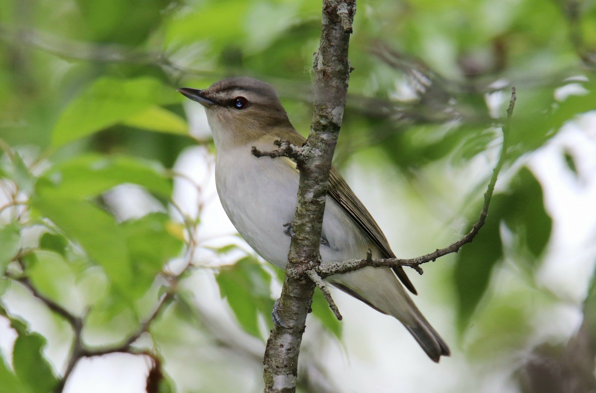 Red-eyed Vireo - Tom Colin