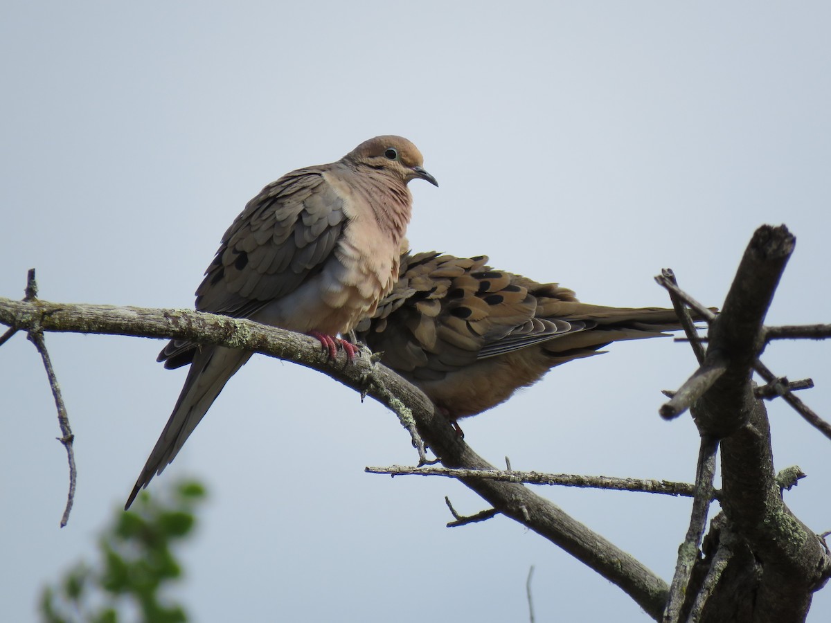 Mourning Dove - ML619026763