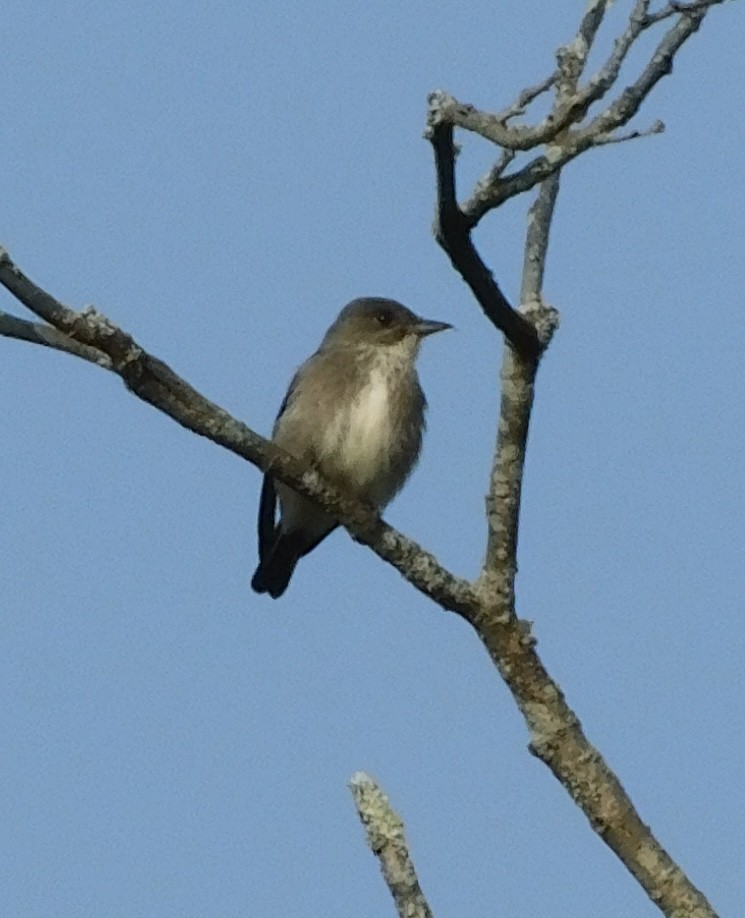 Olive-sided Flycatcher - Rob Pendergast