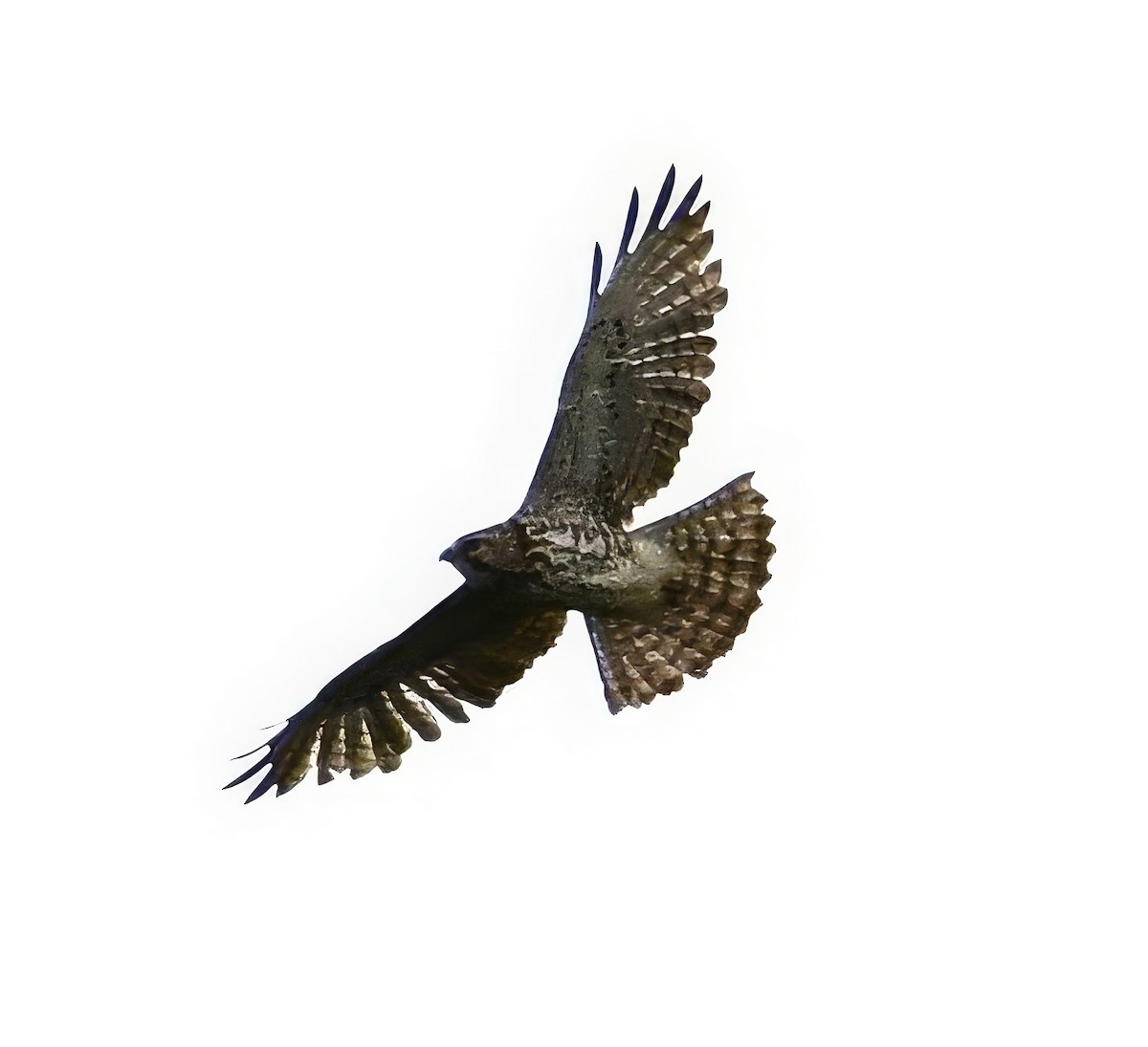 Broad-winged Hawk - ML619026768