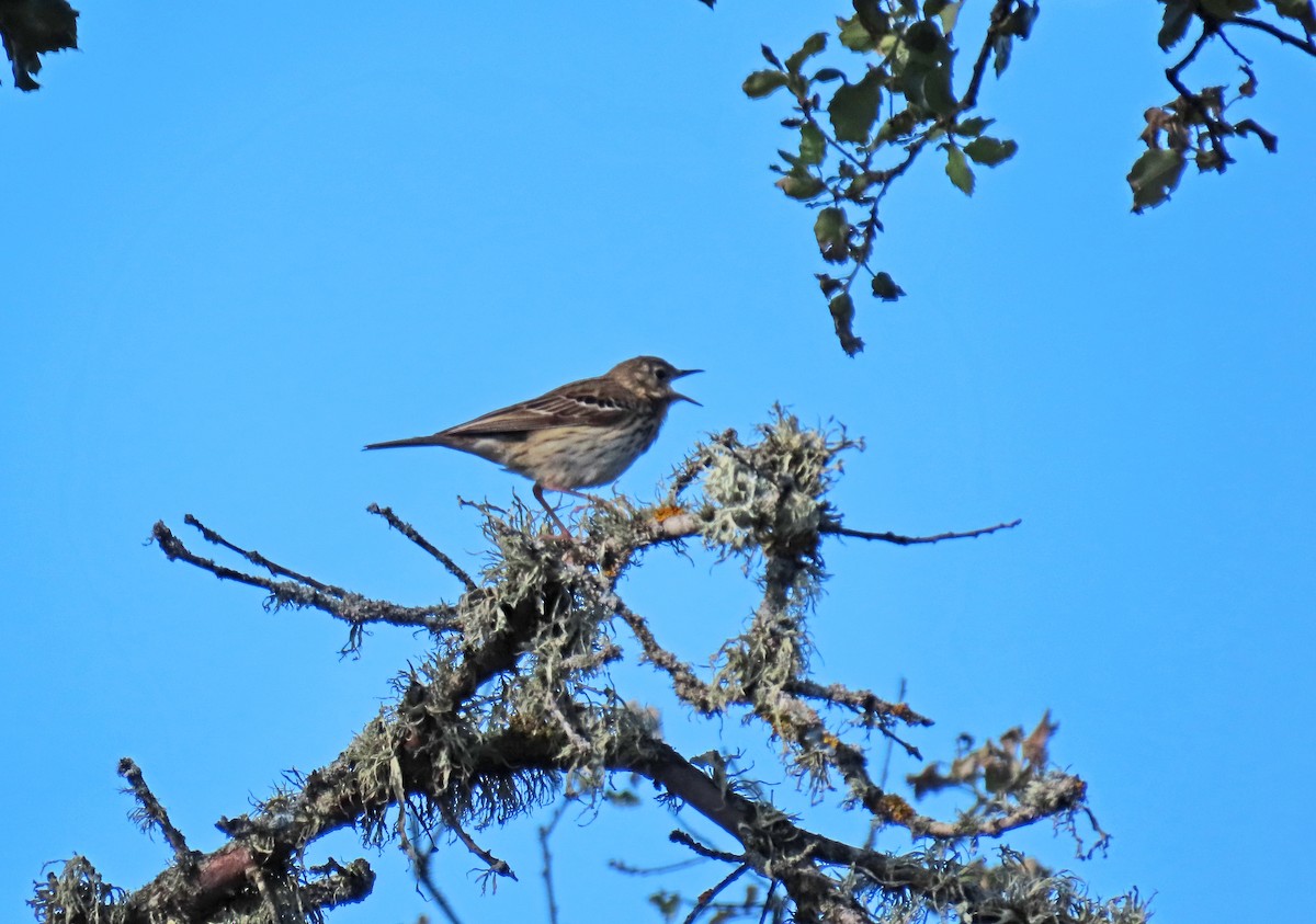 Tree Pipit - Francisco Javier Calvo lesmes