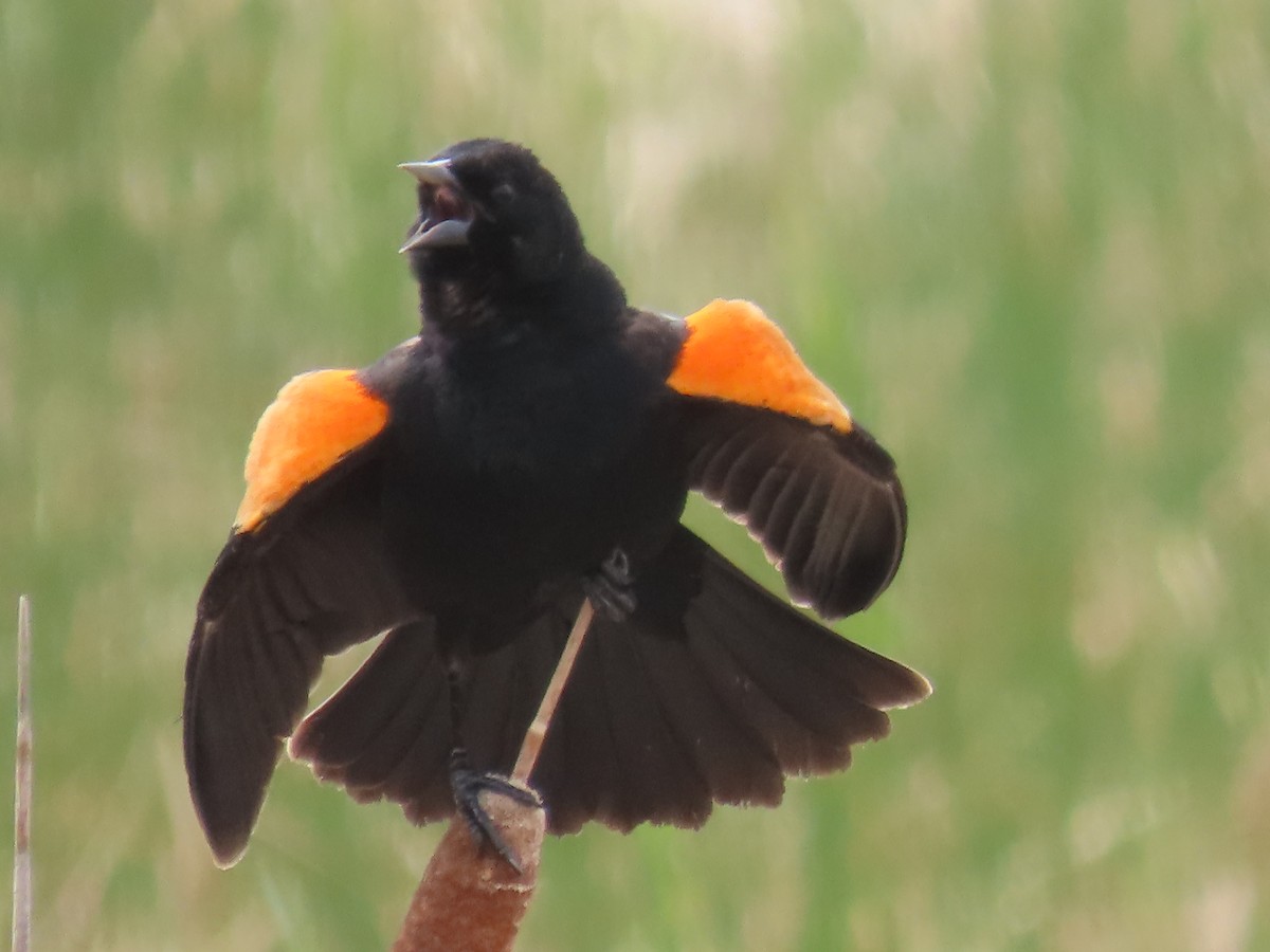 Red-winged Blackbird - Katherine Holland