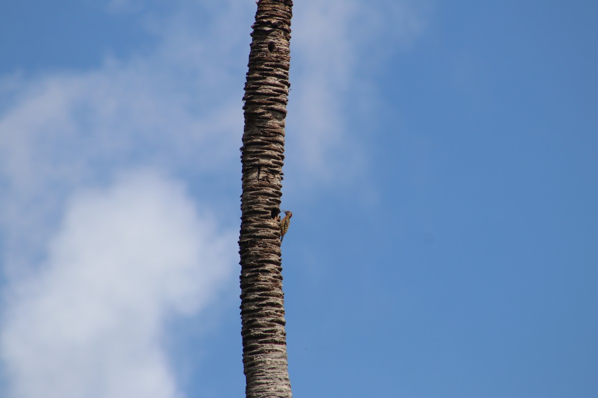 Hispaniolan Woodpecker - Andrys Gómez