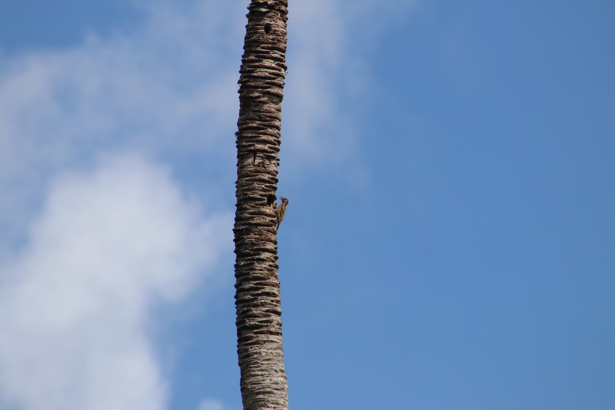 Hispaniolan Woodpecker - Andrys Gómez