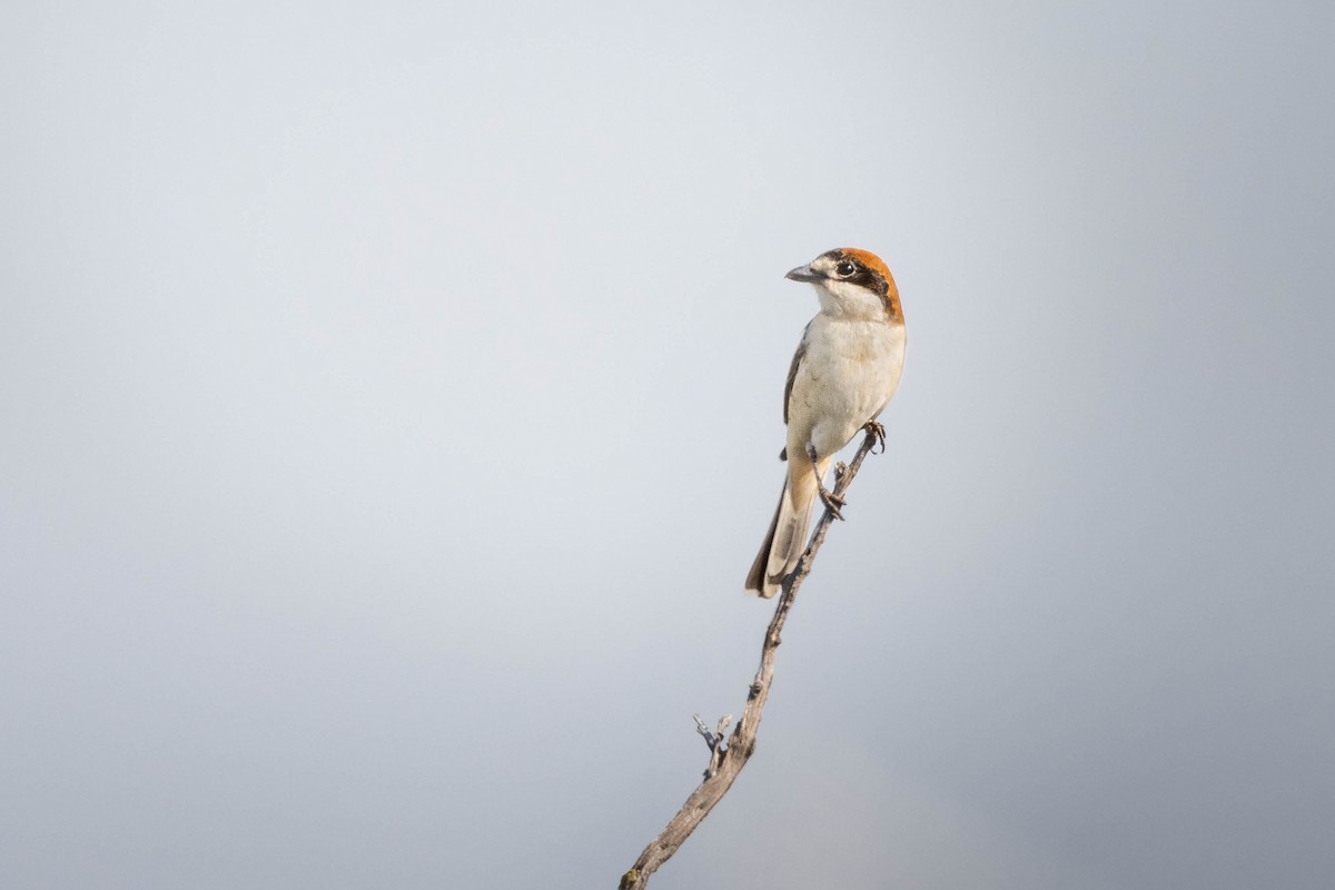Woodchat Shrike (Western) - Joseph Rowsome
