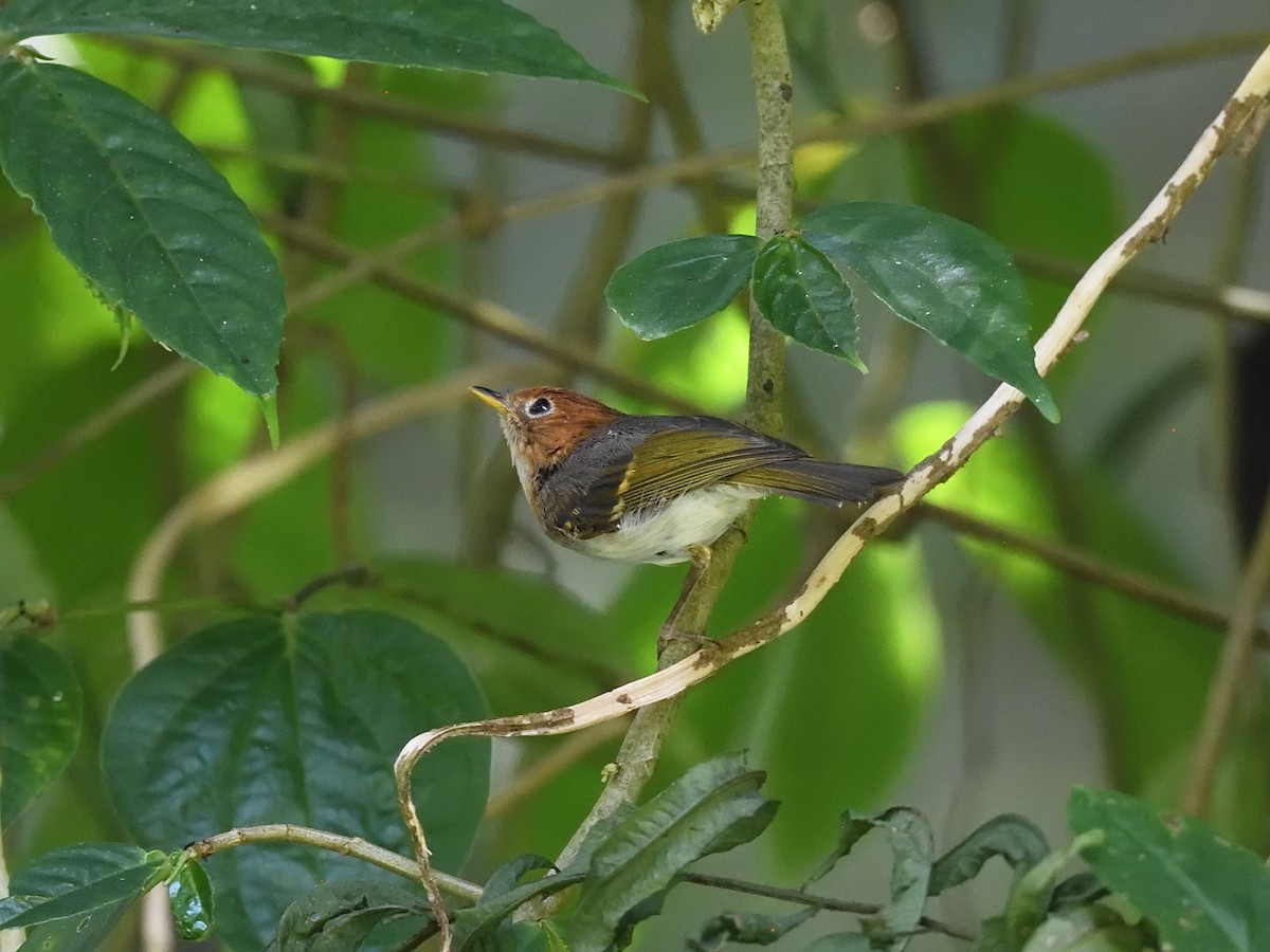 Sunda Warbler (Javan) - Oleg Chernyshov