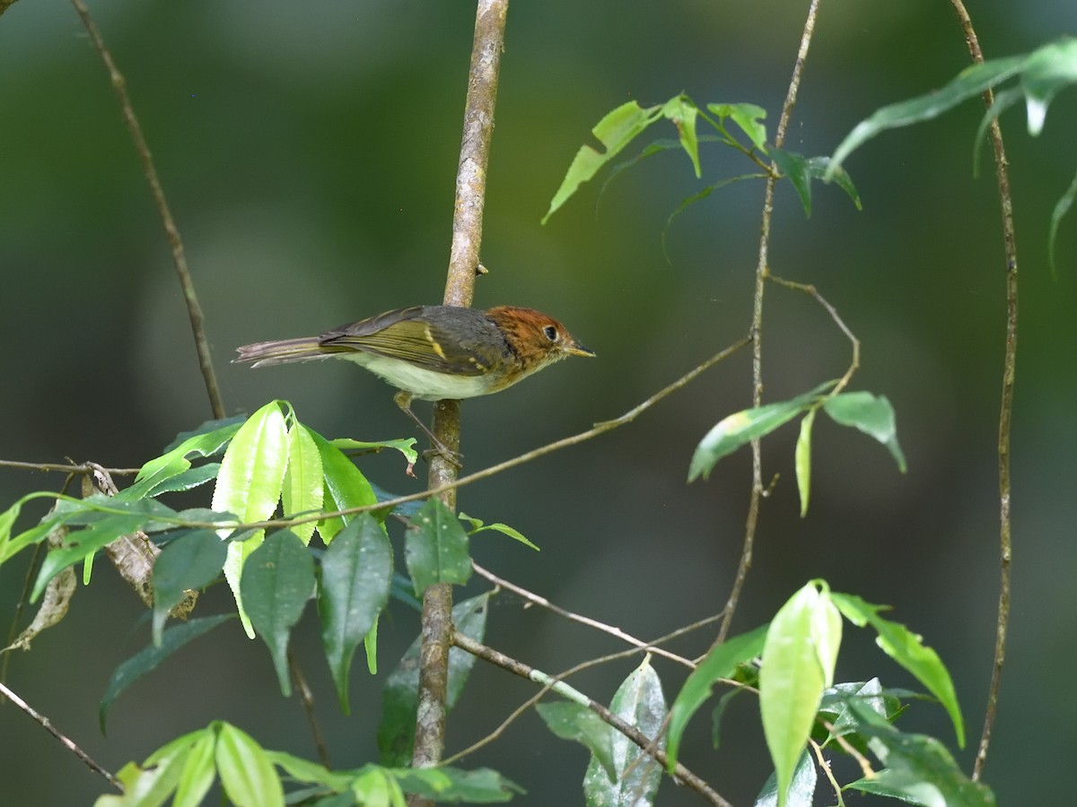 Sunda Warbler (Javan) - Oleg Chernyshov