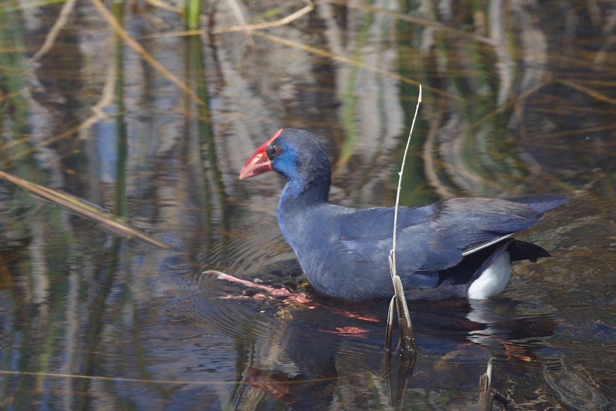 Western Swamphen - ML619026824