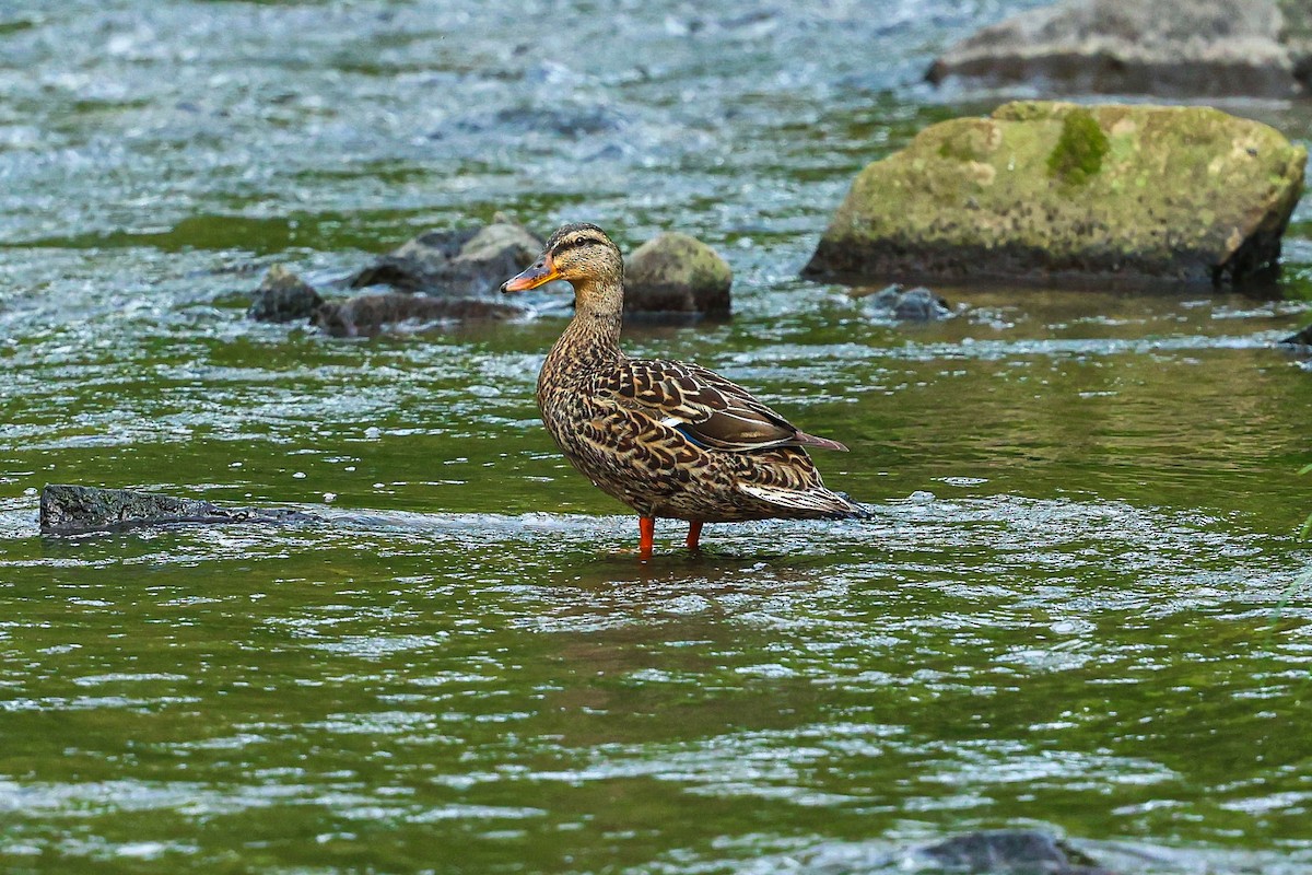 Mallard - Barbara Hostetler