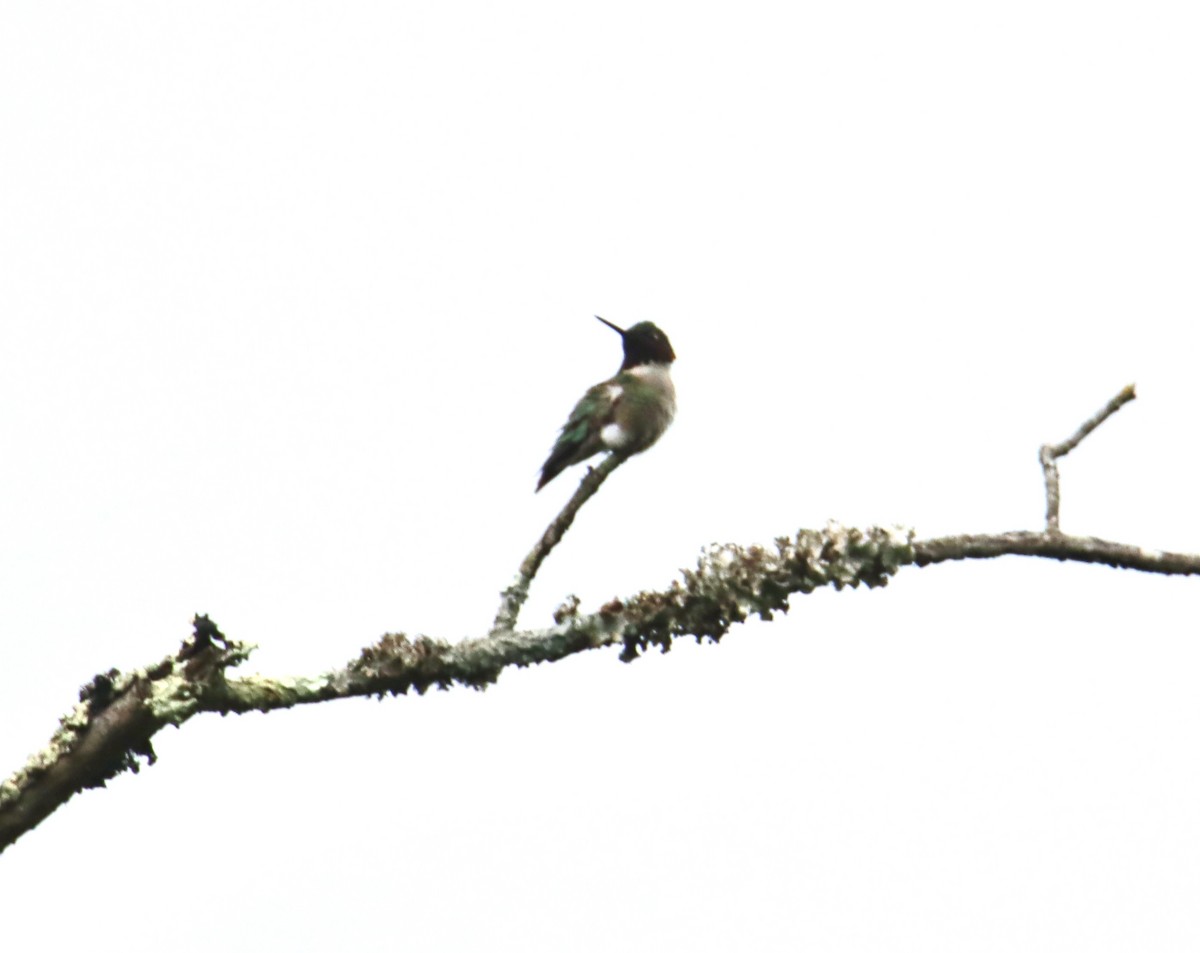 Yakut Boğazlı Kolibri - ML619026841