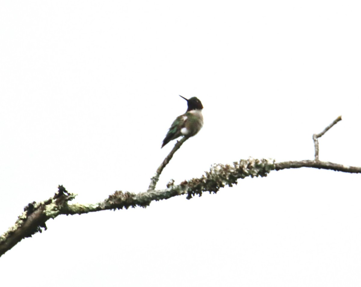 Ruby-throated Hummingbird - Russell Hillsley