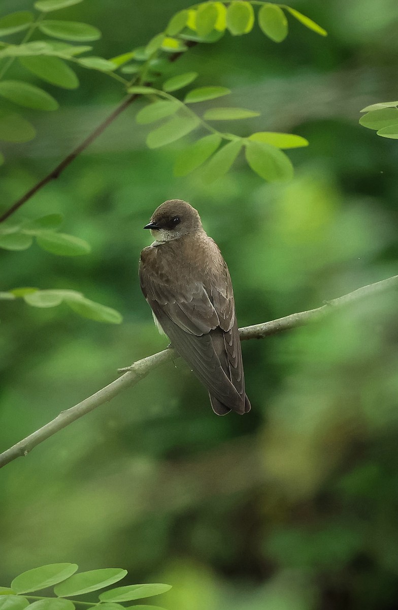 Northern Rough-winged Swallow - Barbara Hostetler