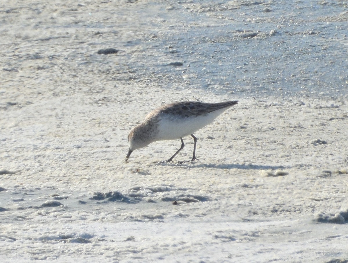 Semipalmated Sandpiper - Grant Hokit