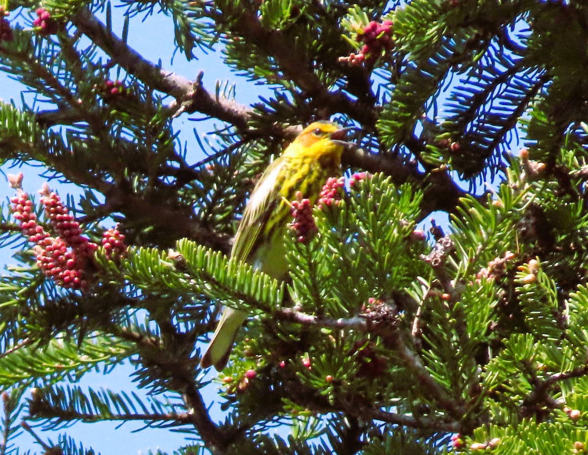 Cape May Warbler - Doris St-Pierre