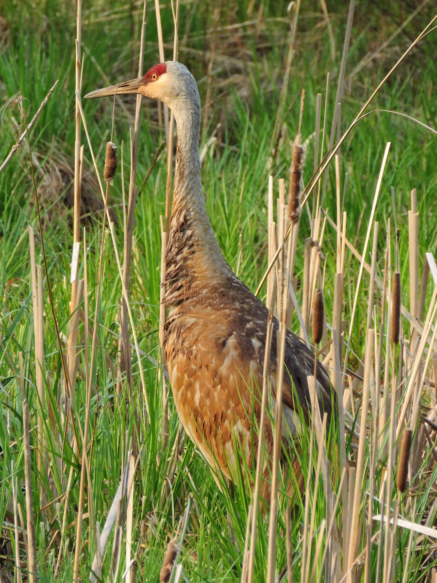 Sandhill Crane - ML619026867