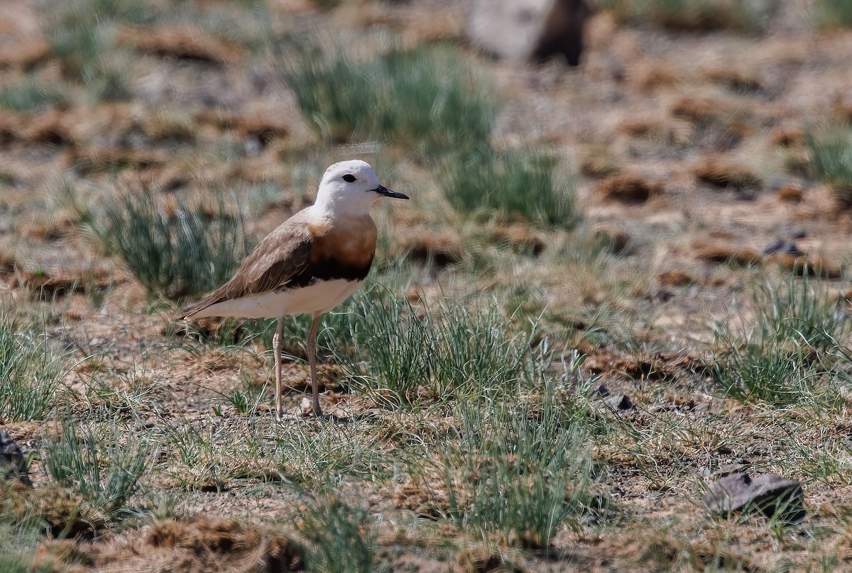 Oriental Plover - Mike Edgecombe