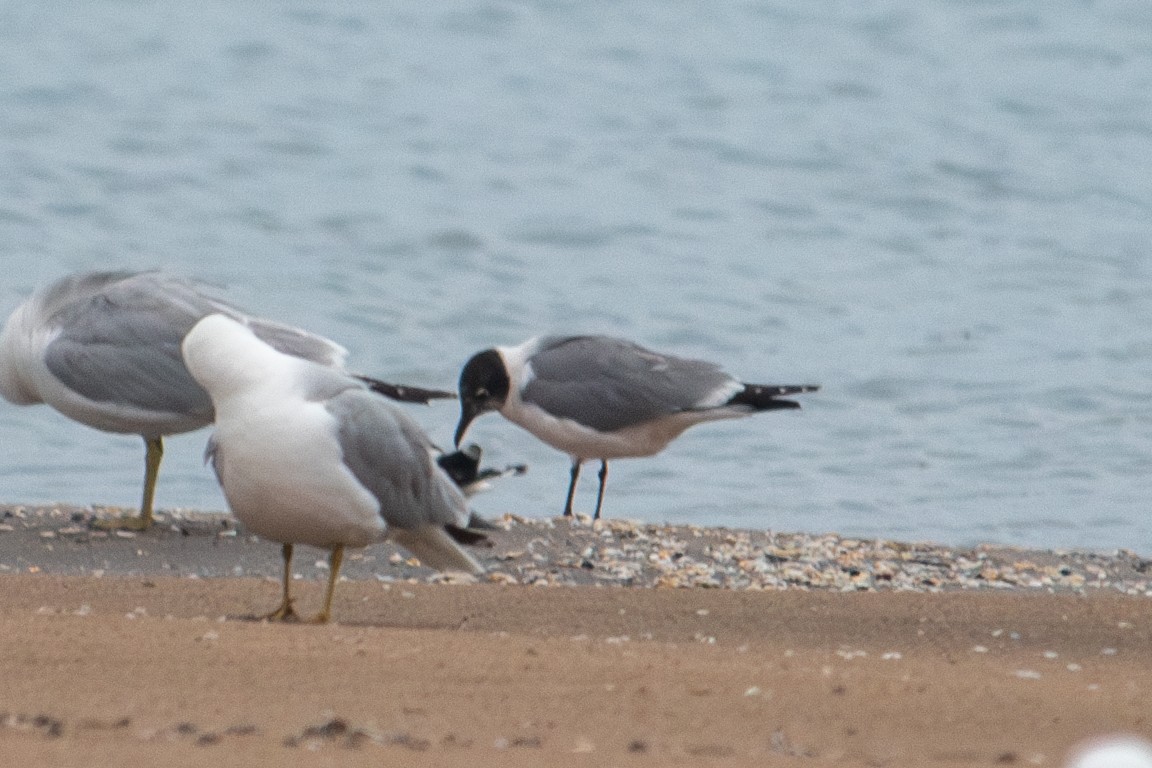 Franklin's Gull - ML619026903